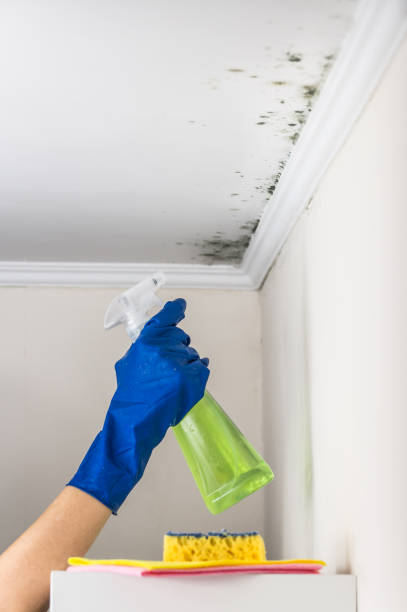 Trusted South Run, VA Mold Removal Experts